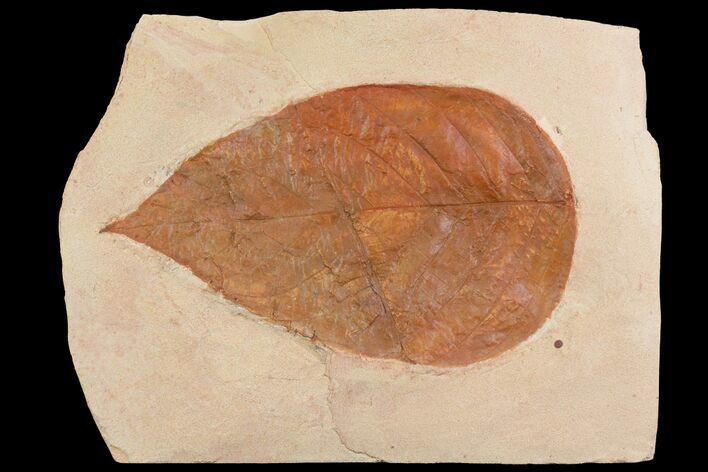 Red Fossil Leaf (unidentified species) - Montana #75806